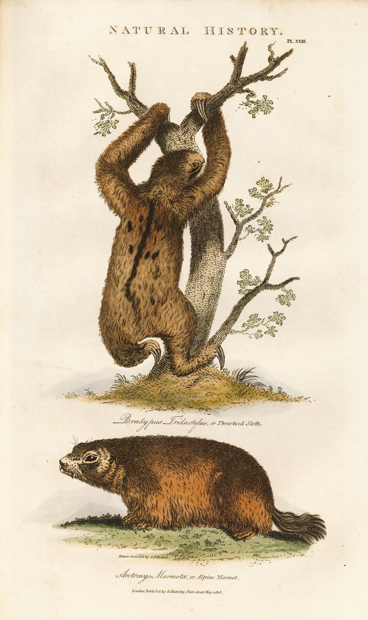 Three-toed Sloth and Alpine Marmot by Sydenham Teast Edwards