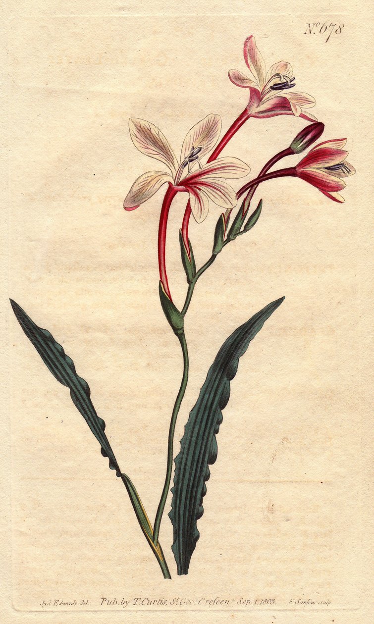 Curled Leaved Tritonia by Sydenham Teast Edwards
