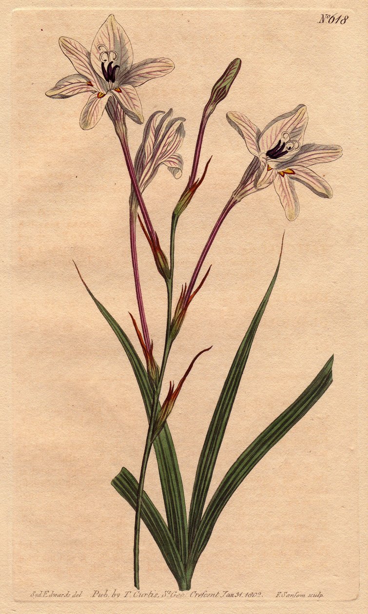 Long tubed tritonia with pink stems and pink veined white flowers by Sydenham Teast Edwards