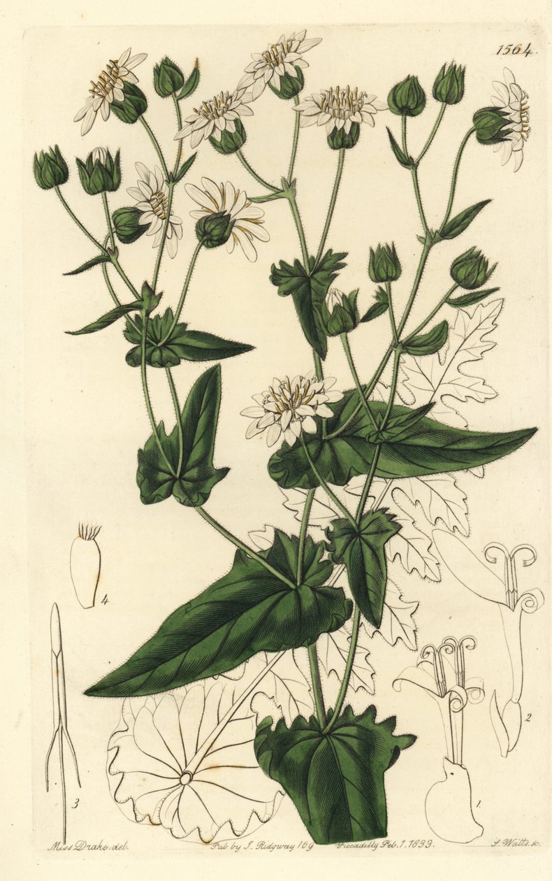 Turnip-leaved Musk-succory from Sydenham Edwards