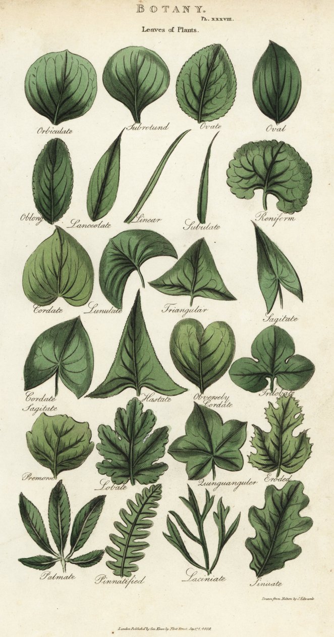 Types of Leaves of Plants by Sydenham Teast Edwards