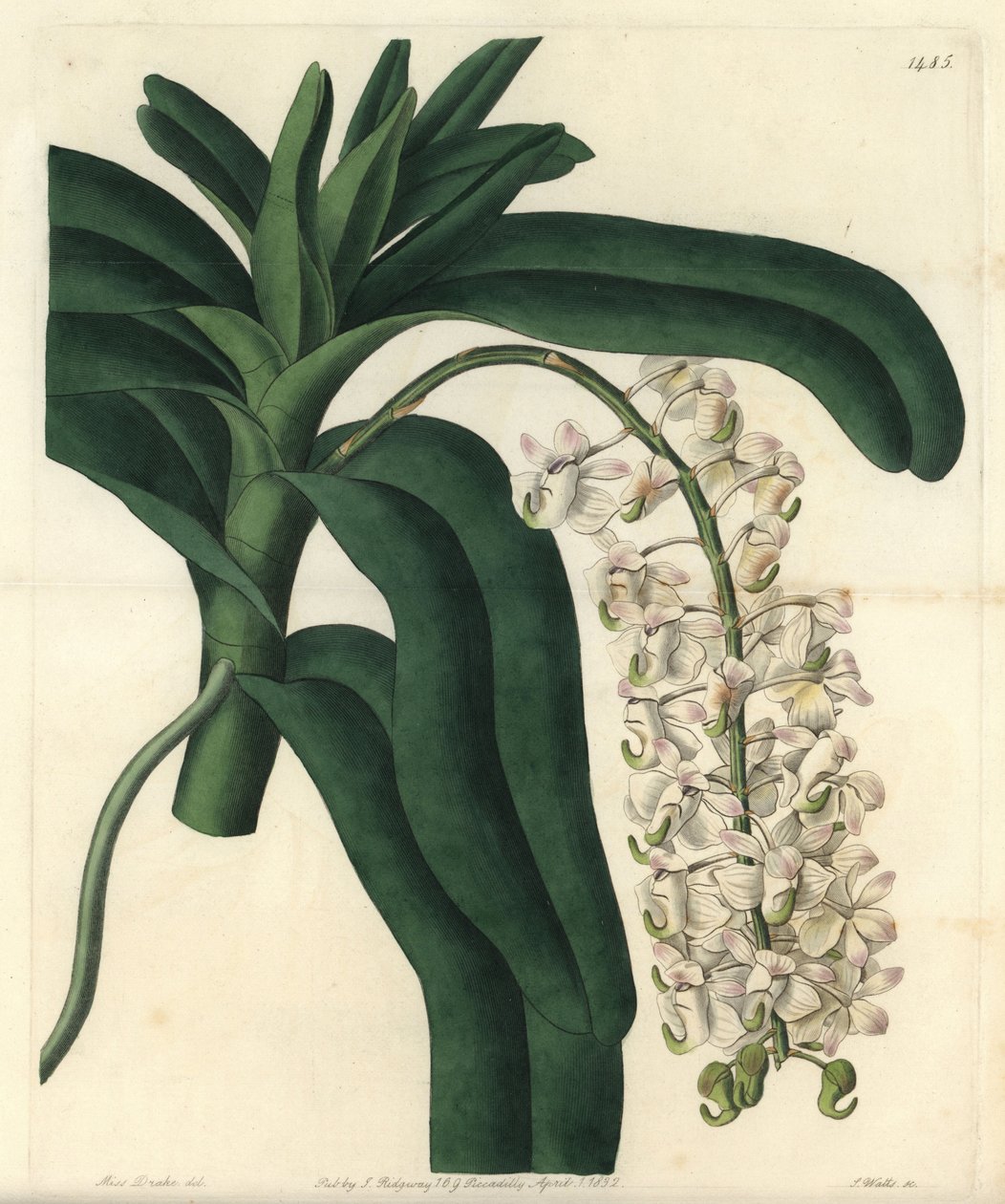 Fox Brush Orchid by Sydenham Teast Edwards