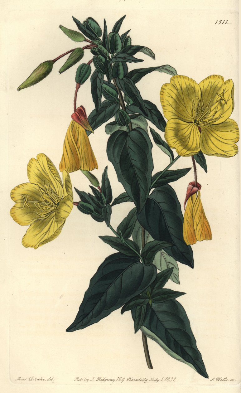 Evening Primrose, Oenothera Fruticosa Subsp. Glauca. Handcoloured Copperplate Engraving by S. Watts after an Illustration by Miss Sarah Drake from Sydenham Edwards