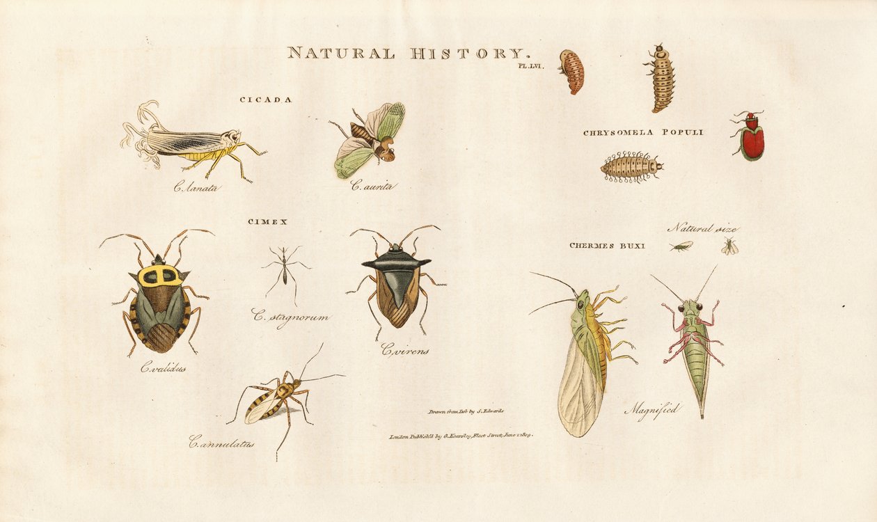 Various Insect Species from the Cicada and Bug Families by Sydenham Teast Edwards