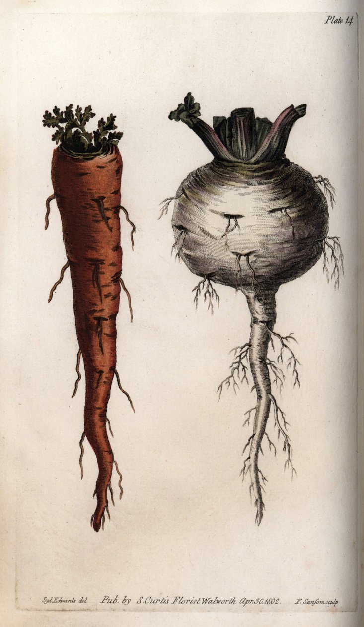 Turnip Illustration