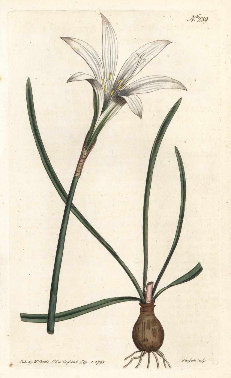 Atamasco lily, Zephyranthes atamasco (Amaryllis atamasco) - Handcoloured copperplate engraving by Sansom after an illustration by Sydenham Edwards from William Curtis