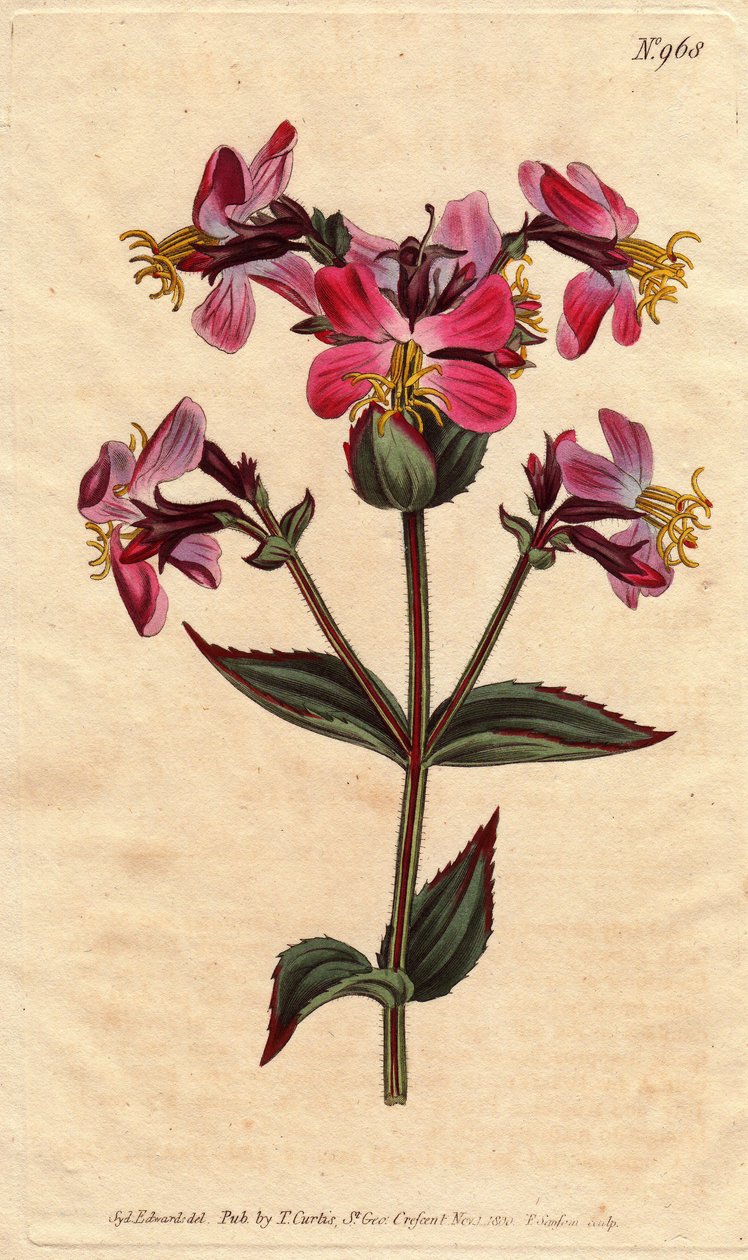 Virginia Rhexia with Purple and Pink Flowers by Sydenham Teast Edwards