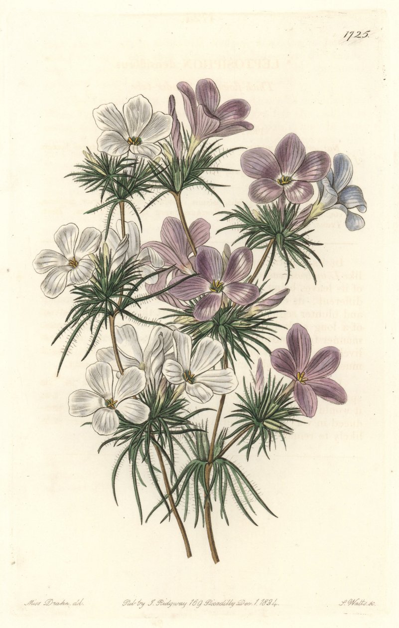 White and Purple Leptosiphon by Sydenham Teast Edwards