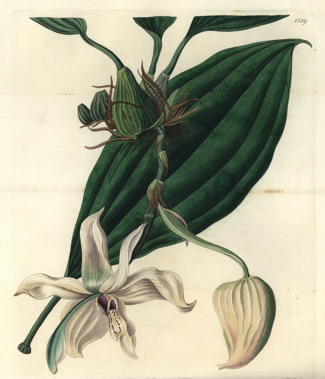 White Orchid Variety - Stanhopea Grandiflora Orchid by Sydenham Teast Edwards