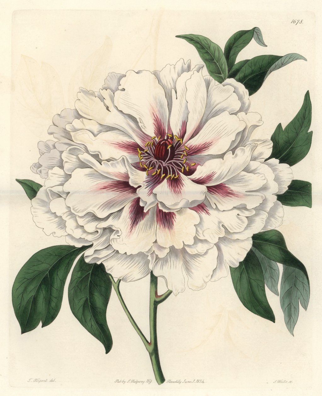 White Shrub Peony from the Botanical Register by Sydenham Teast Edwards