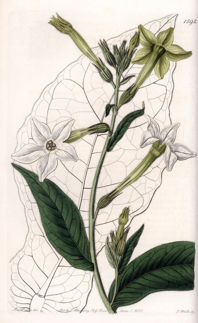 Wing tobacco or ornamental tobacco by Sydenham Teast Edwards