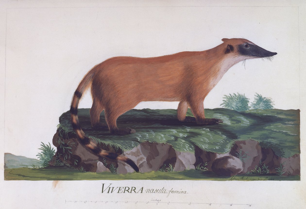 Female of Viverra Nasuta, Coloured Engraving by Sydney Parkinson