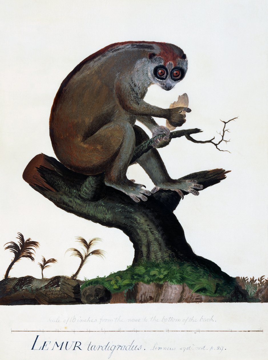 Lemur tardigradus by Sydney Parkinson