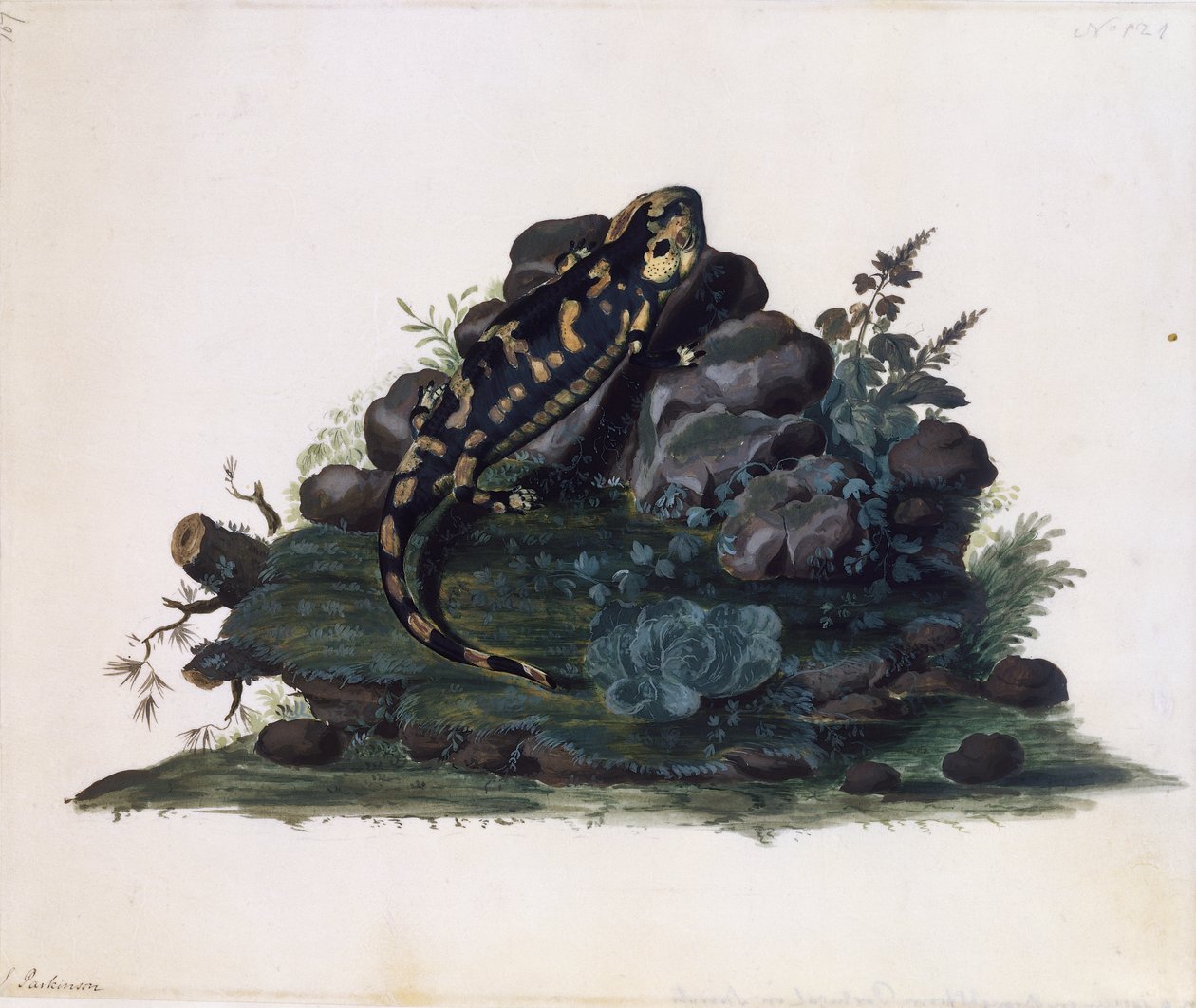 Salamander, watercolour by Sidney Parkinson by Sydney Parkinson