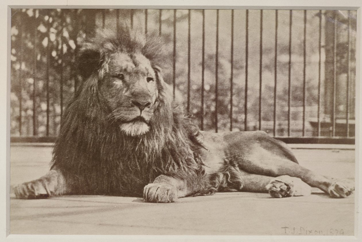 Caged lion, 1879 by T.J. Dixon