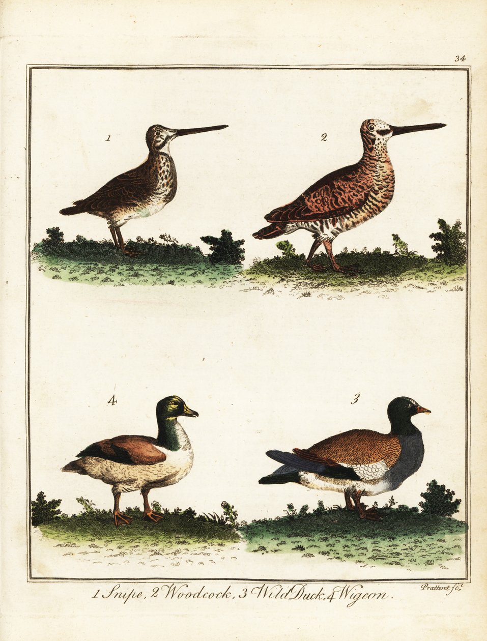 Game Birds: Snipe, Woodcock, Wild Duck and Wigeon. 1792 by T. Prattent