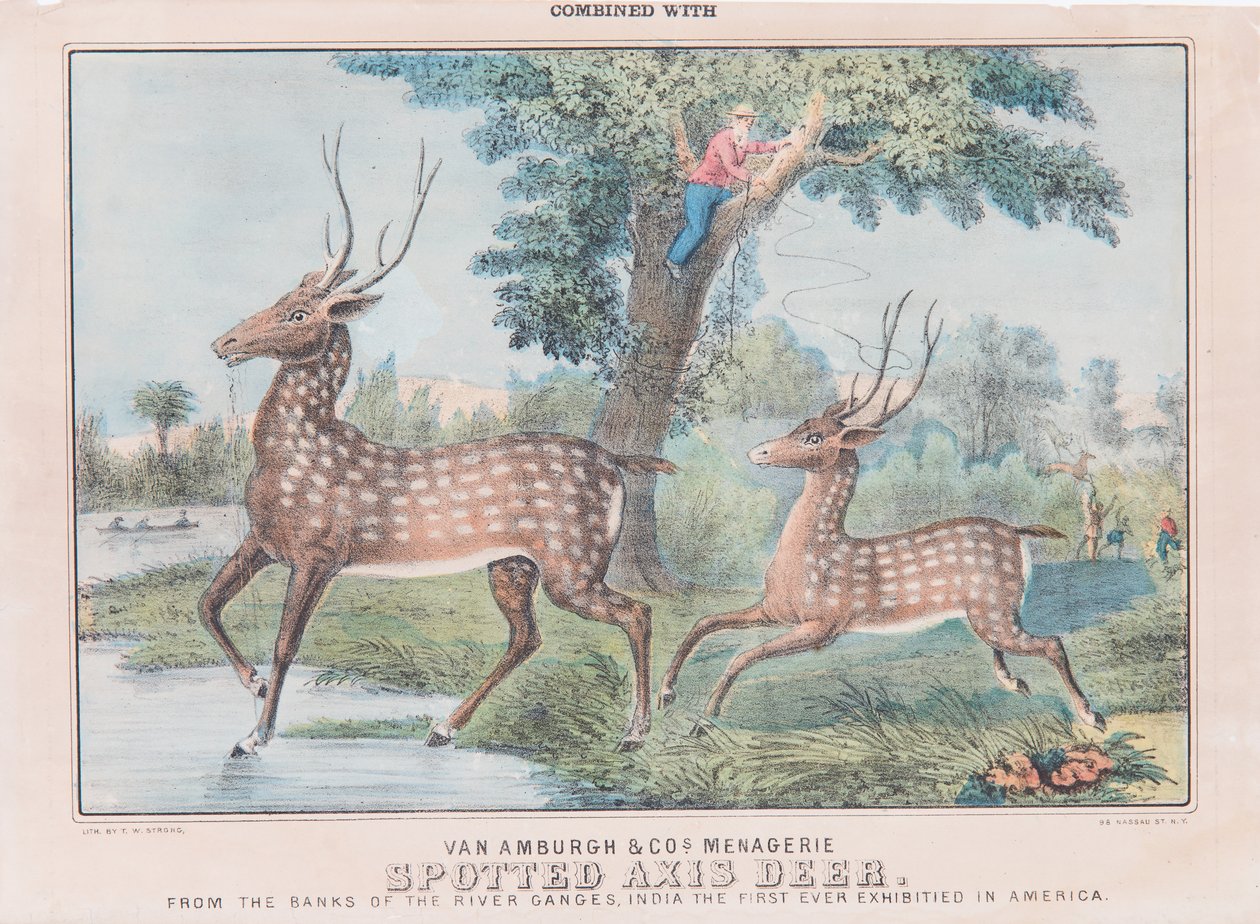 Spotted Axis Deer by T. W. Strong