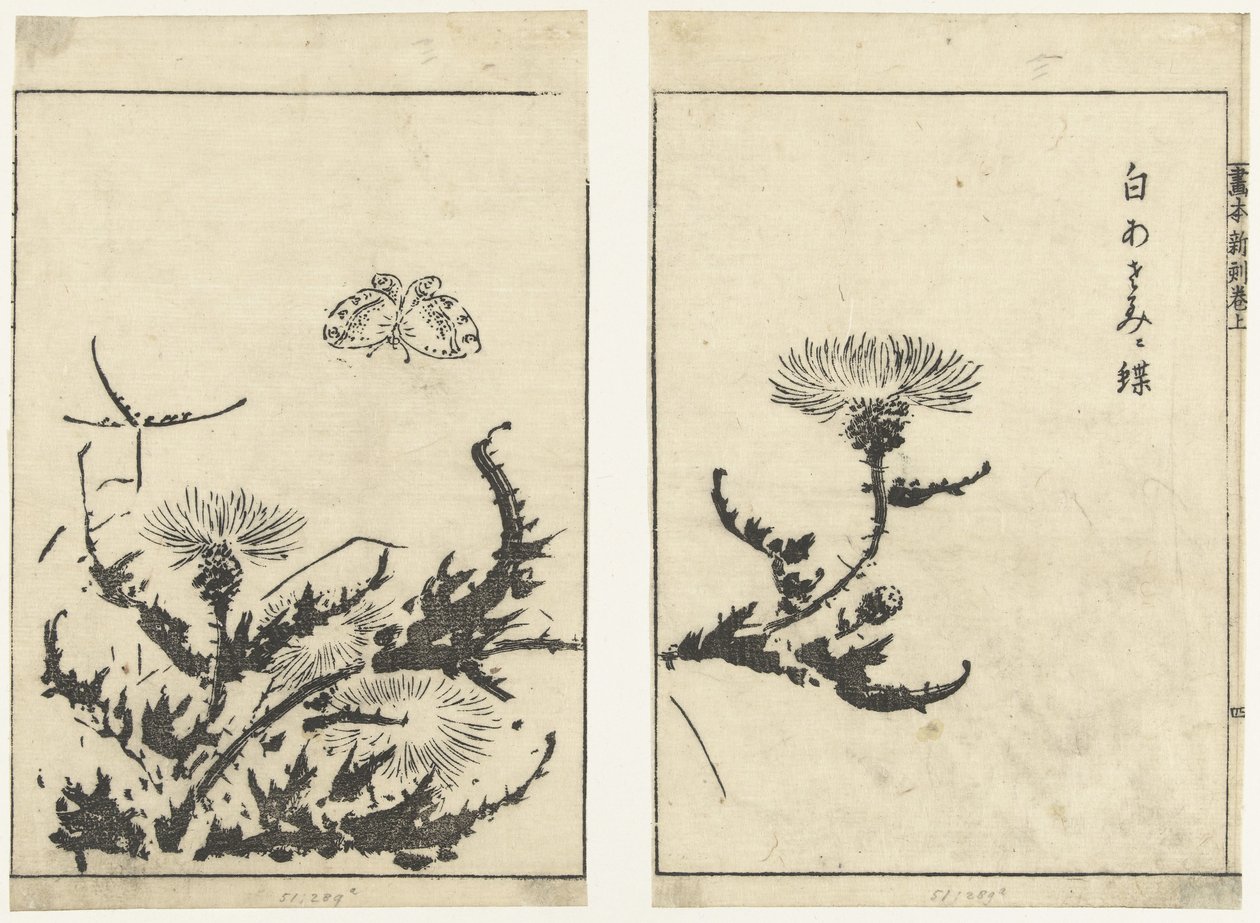 Thistles and Butterfly (series title: Gahon Shinkoku Makiage) by Tachibana Morikuni (attributed to)