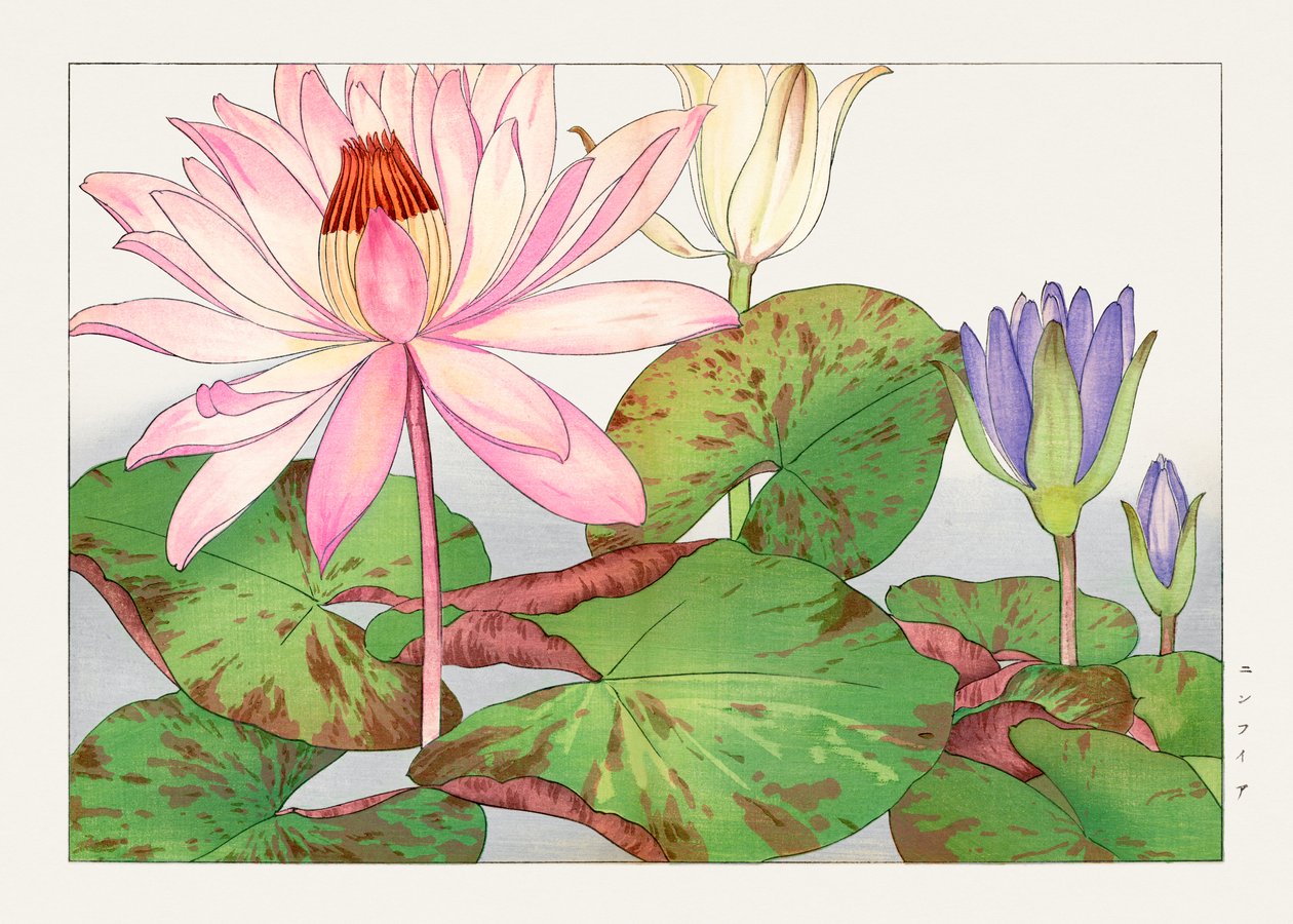 Nymphaea Lotus from "Seiyou Sokazufu" by Tanigami Konan