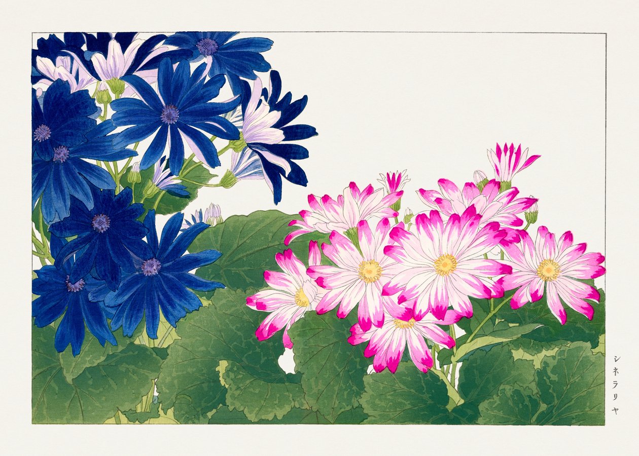 Vintage Cineraria Flower from "Seiyou Sokazufu" by Tanigami Konan