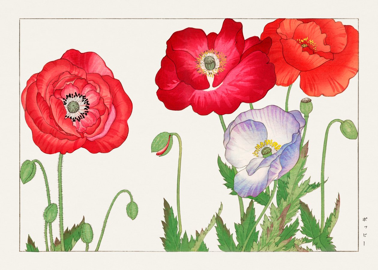 Vintage Poppy Flower from "Seiyou Sokazufu" by Tanigami Konan