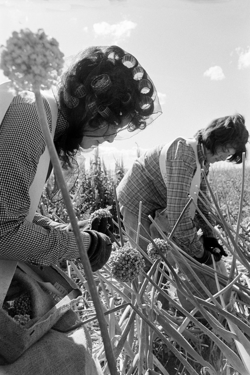 Family farmer Ed Ker at A.M. Ker Ranch is an agricultural homesteader growing alfalfa by Ted Spiegel