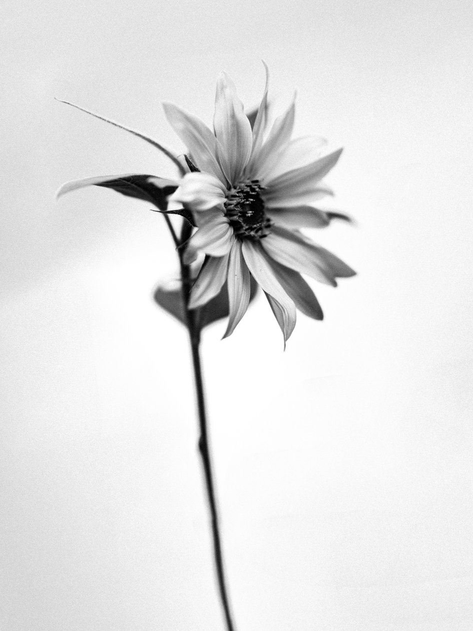 Amid the Flowers 25 by Teis Albers