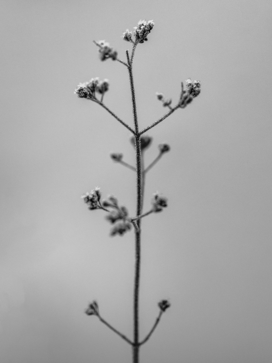 Amid the Flowers 4, 2021 by Teis Albers