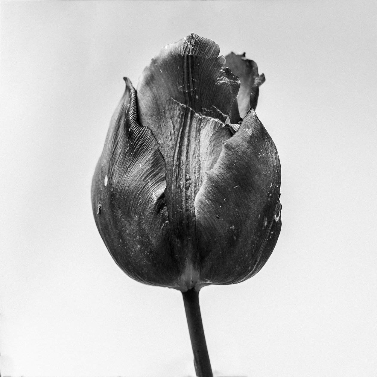Amid the Flowers 64, 2021 by Teis Albers