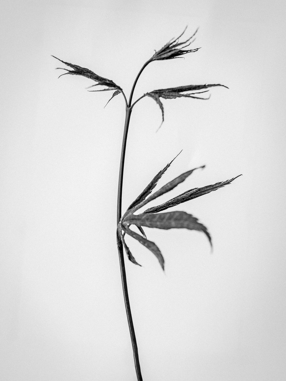 Amid the Flowers 65, 2021 by Teis Albers