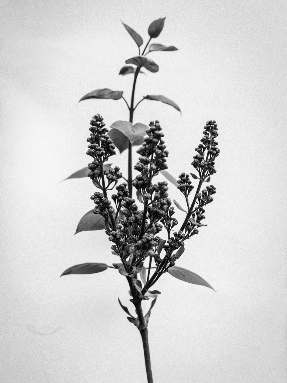 Amid the Flowers 66 by Teis Albers