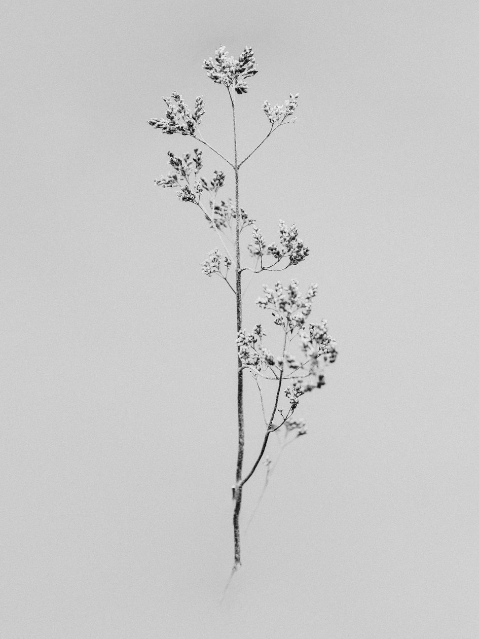 Amid the Flowers 76 by Teis Albers