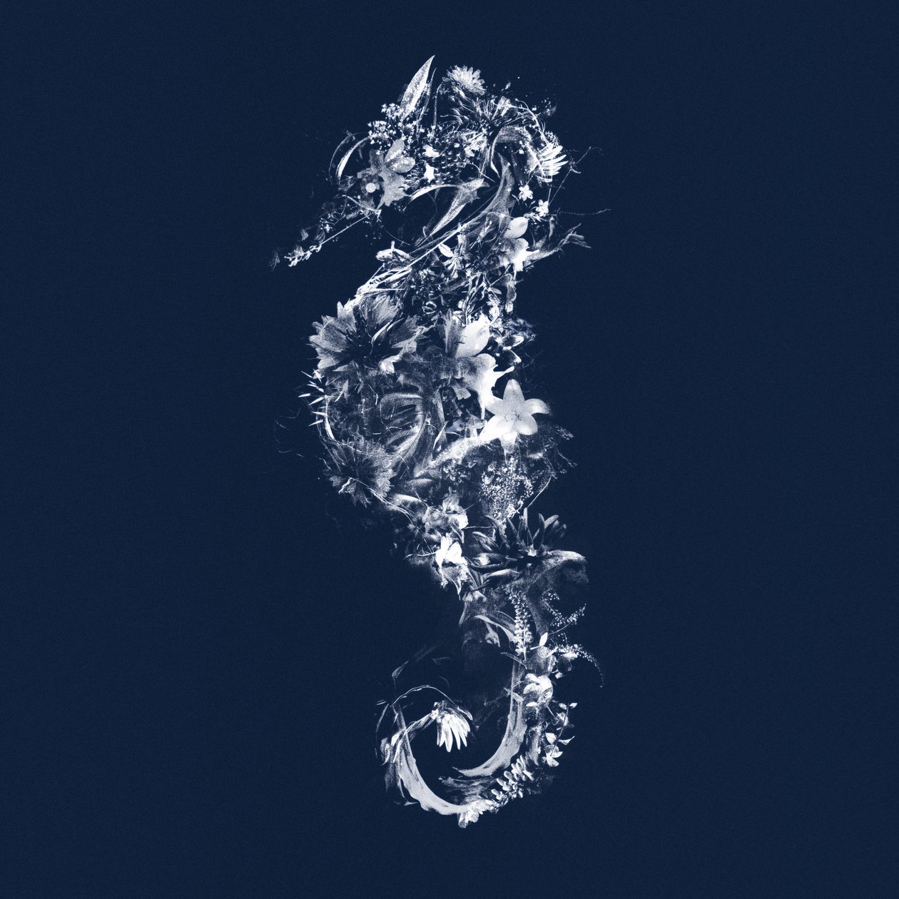Floralseahorse, 2019 by Teis Albers