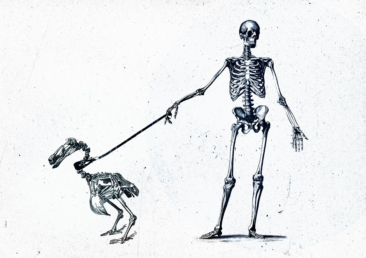 Walking My Dodo by Teis Albers