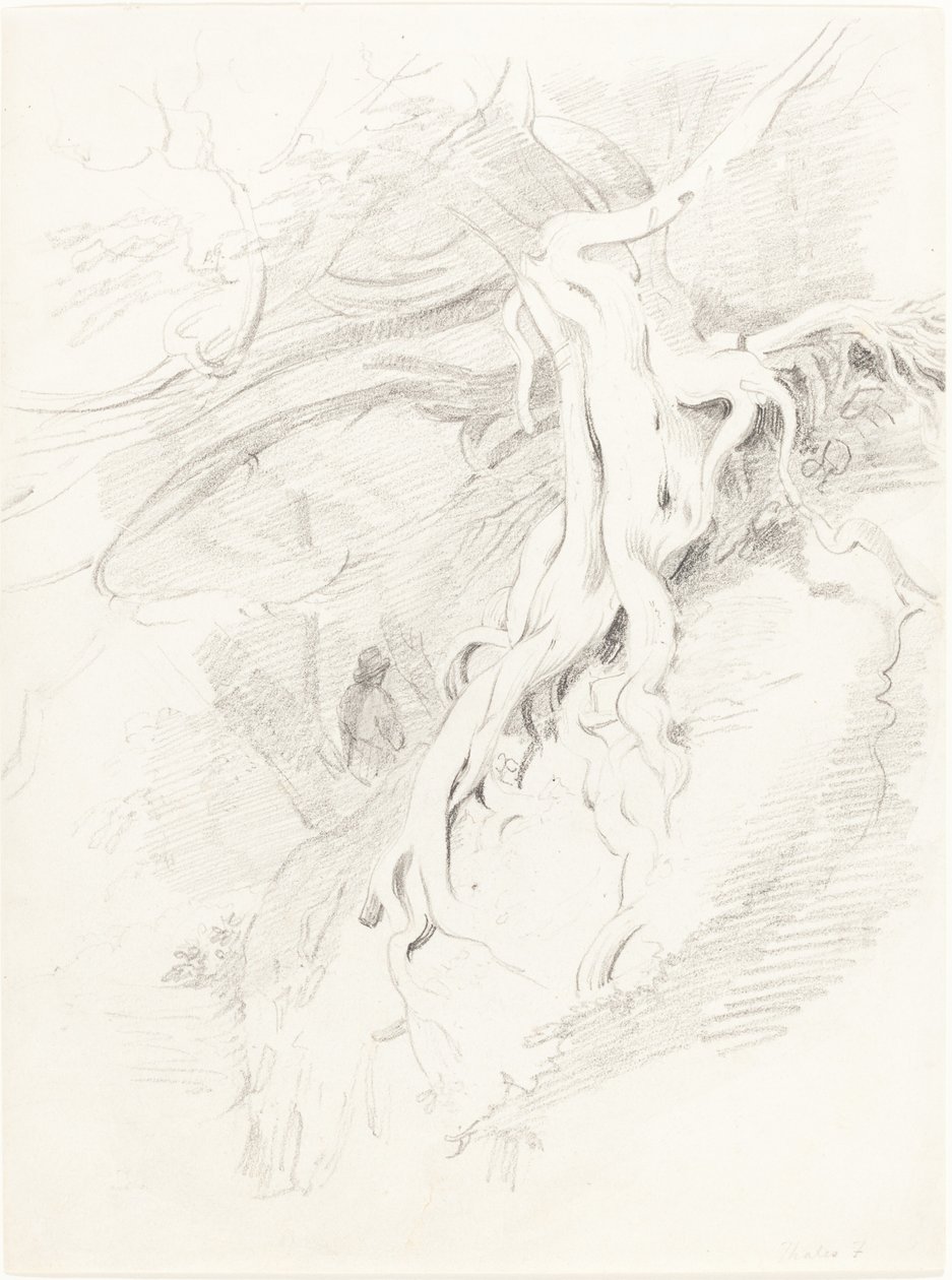 The Yew at Clifton by Thales Fielding