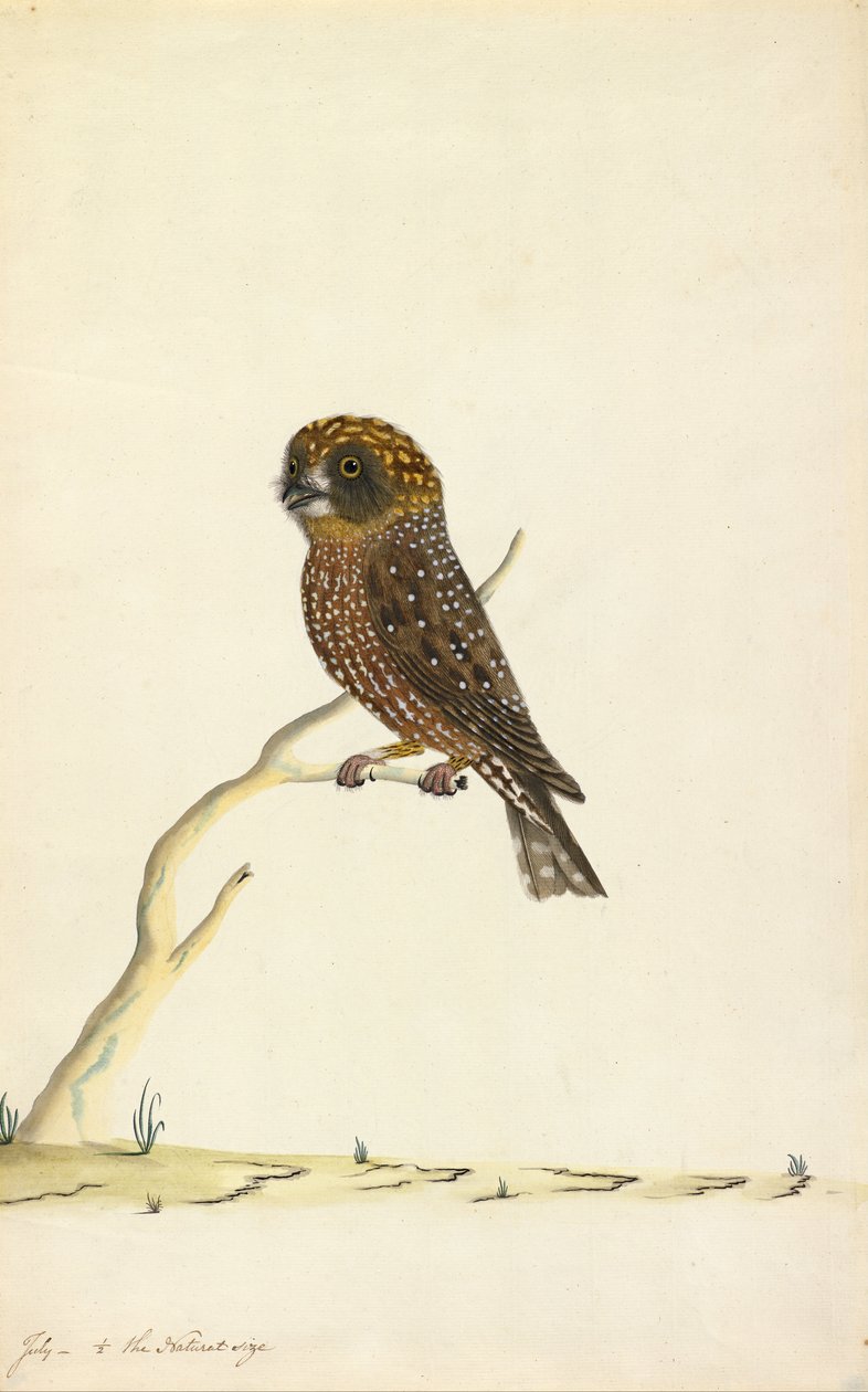 Boobook Owl by The Sydney Bird Painter