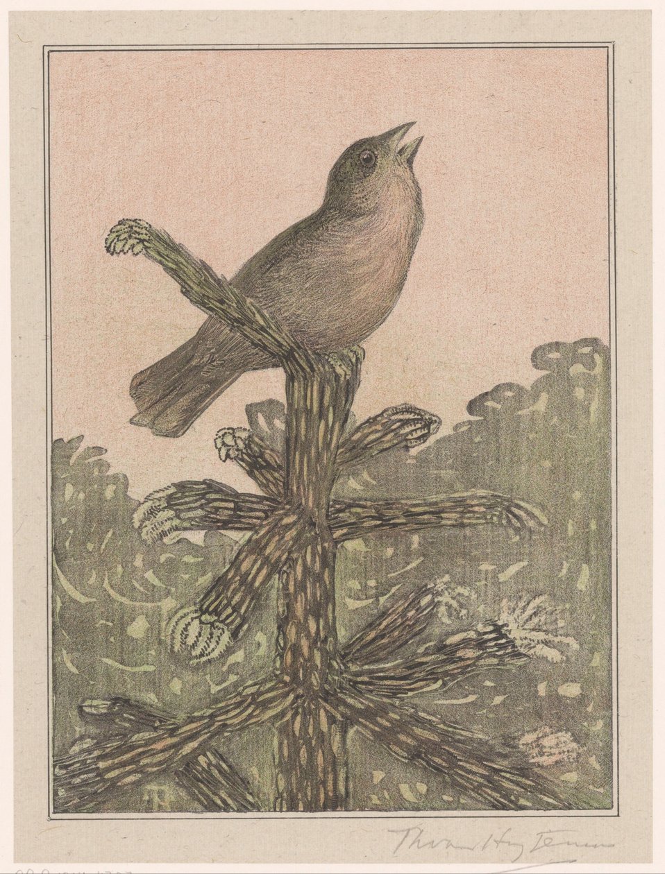 Singing Bird on Pine Tree by Theo van Hoytema (signed by artist)