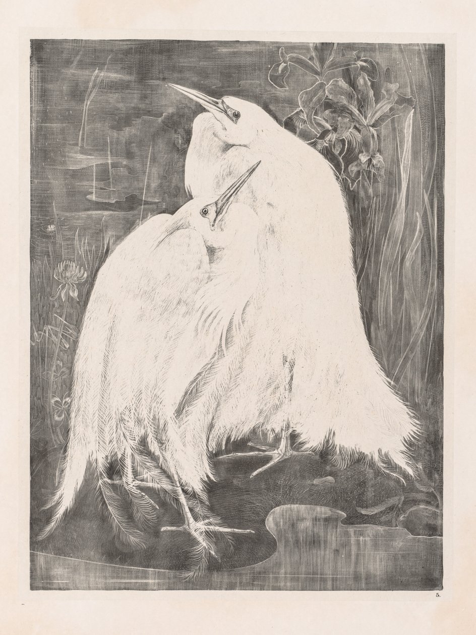 Animal Studies: Two Silver Herons by Theo van Hoytema