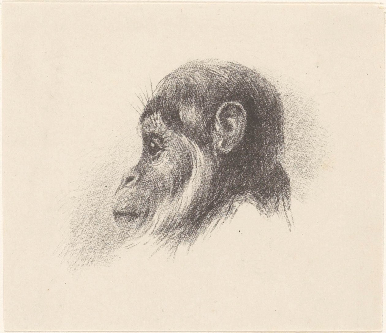 Monkey Head by Theo van Hoytema