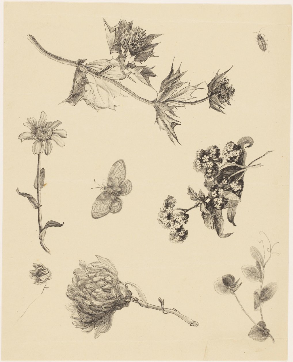 Flowers and Leaves by Theo van Hoytema