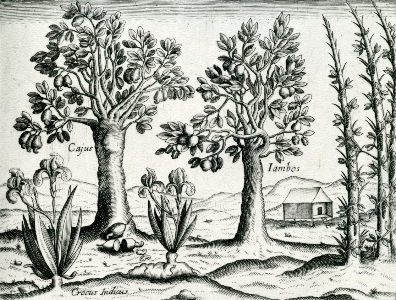 Landscape, Illustration from 