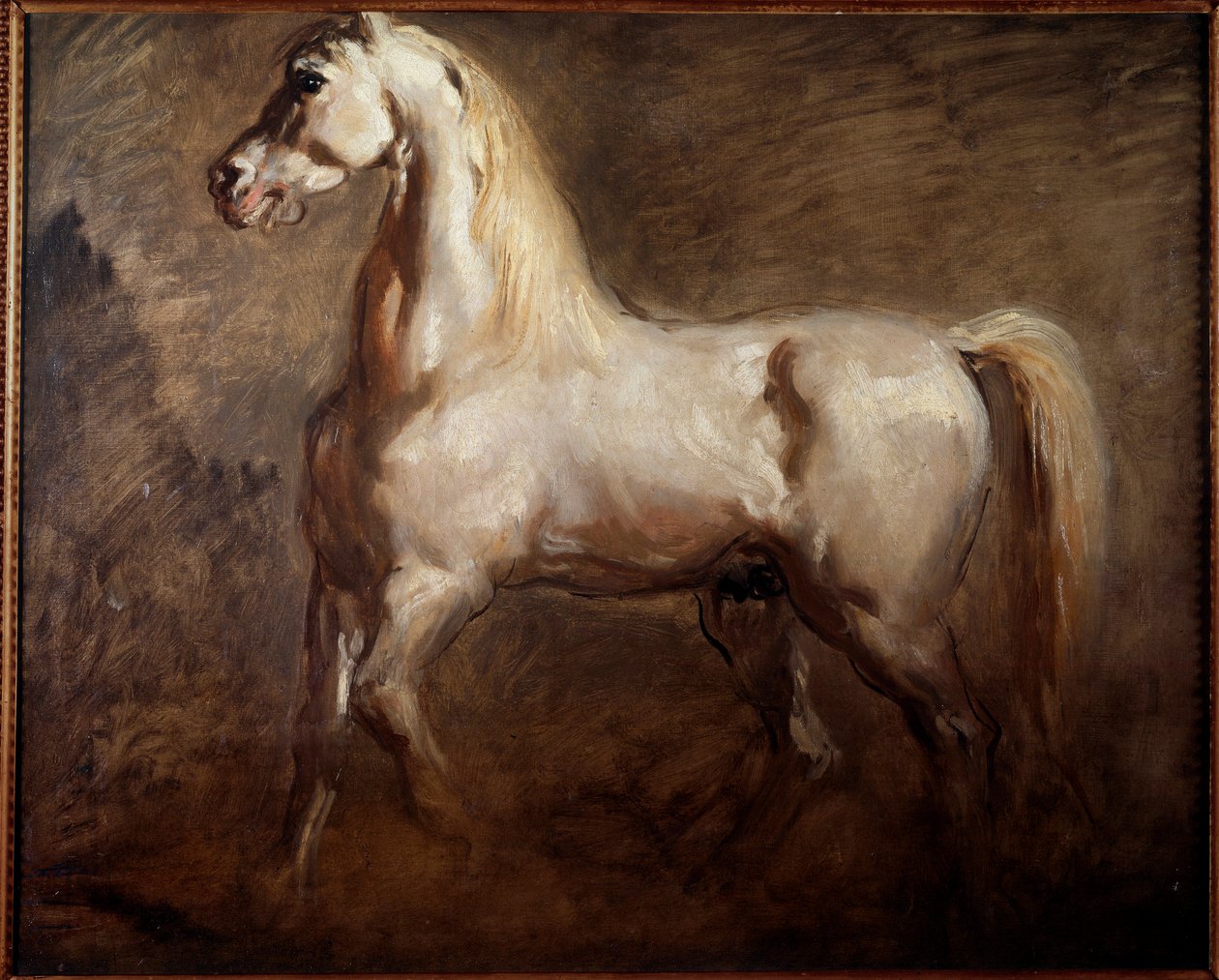 Study of White Horse in Left Profile by Théodore Chassériau