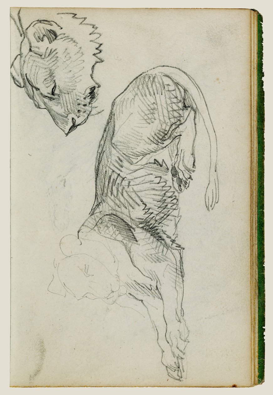 Seated lion, head of lioness by Theodore Gericault