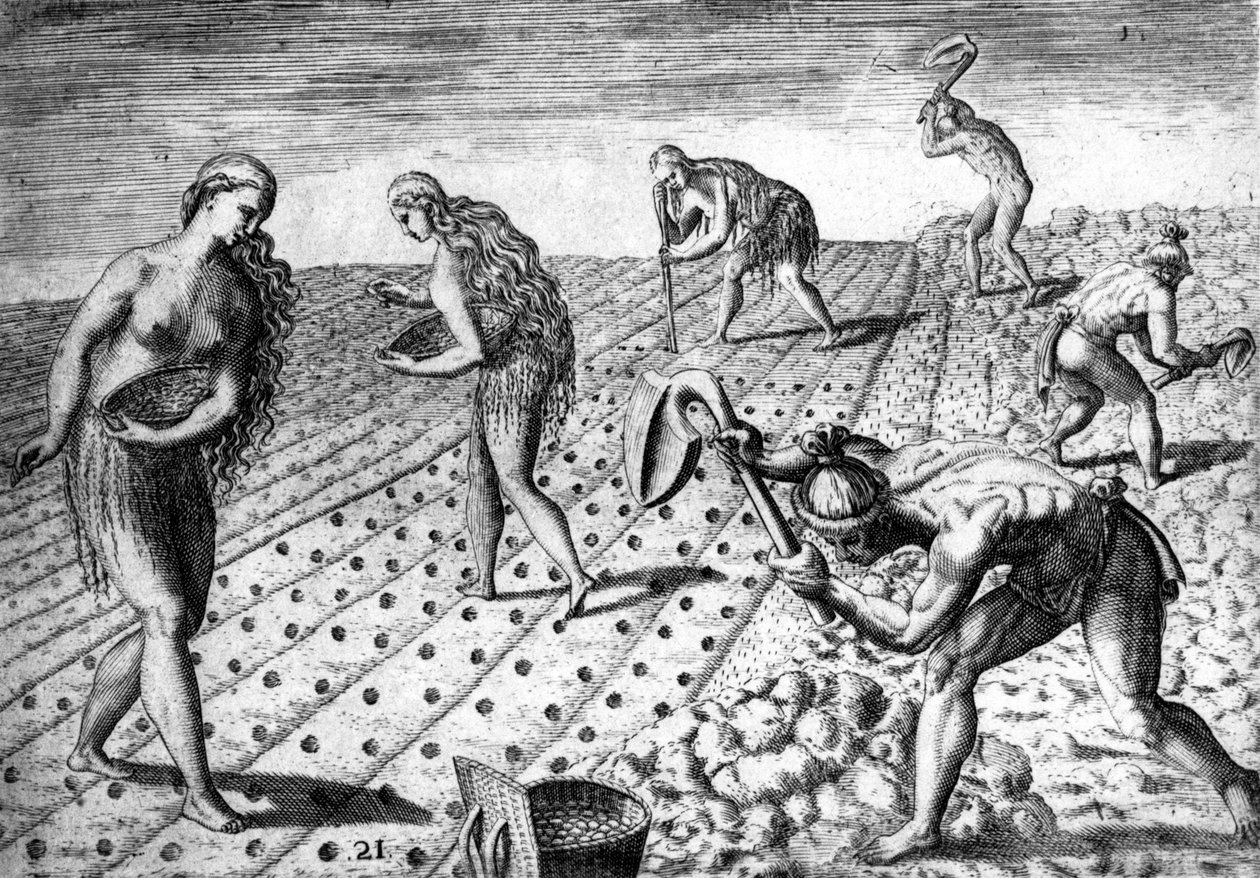 Agriculture among the natives of South America - in “Admirante Narratio Americae”, by Théodore de Bry by Theodore de Bry
