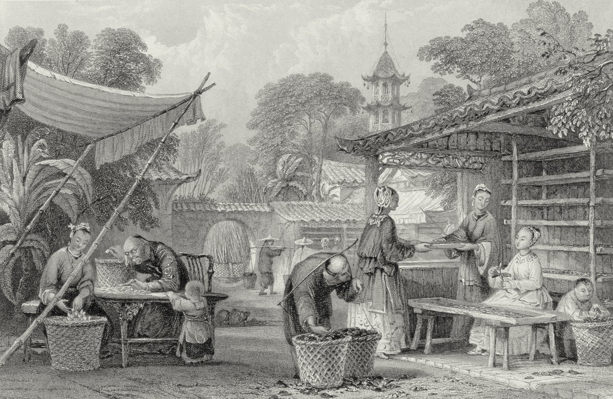 Feeding Silkworms and Sorting Cocoons, engraved by A. Willmore by Thomas Allom
