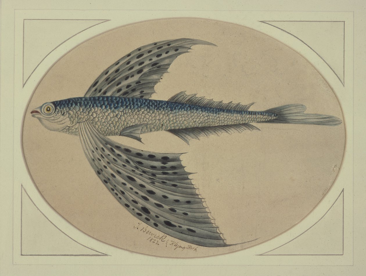 A Flying Fish by Thomas Bewick: Premium art reproduction