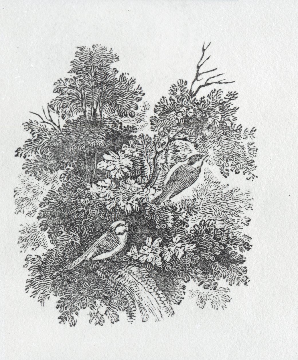 Long Tailed Titmouse from History of British Birds and Quadrupeds by Thomas Bewick