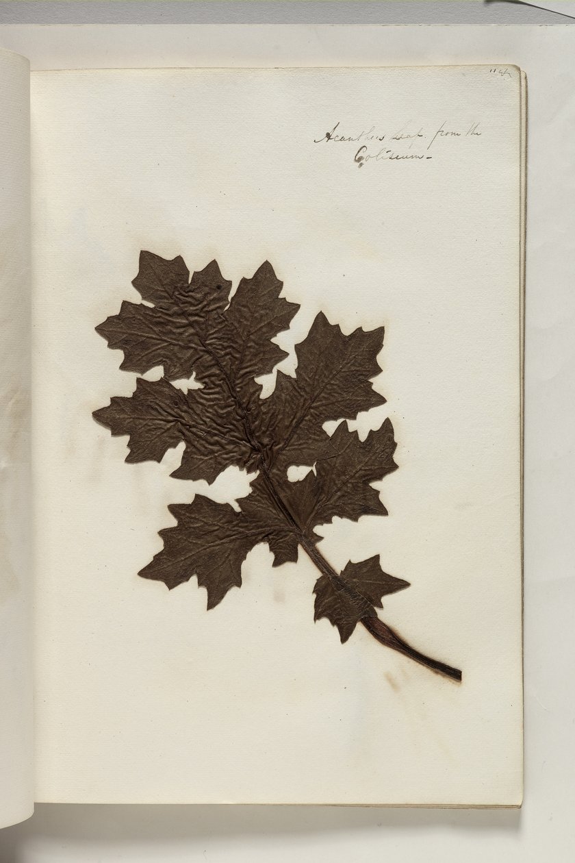 Acanthus Leaf from the Coliseum by Thomas Cole