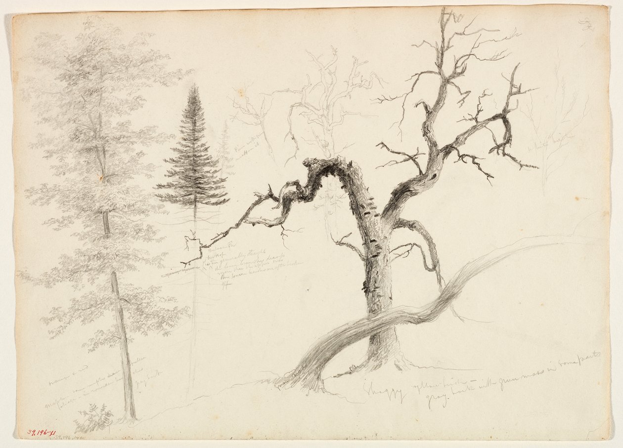 Maple, Balsam Fir, Pine, Shaggy Yellow Birch, White Birch by Thomas Cole