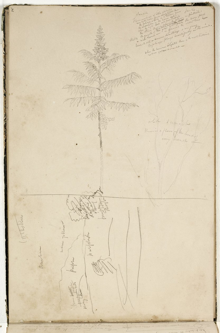 Untitled, Sketch of Catskill Landscape and Study of Sumack Tree by Thomas Cole
